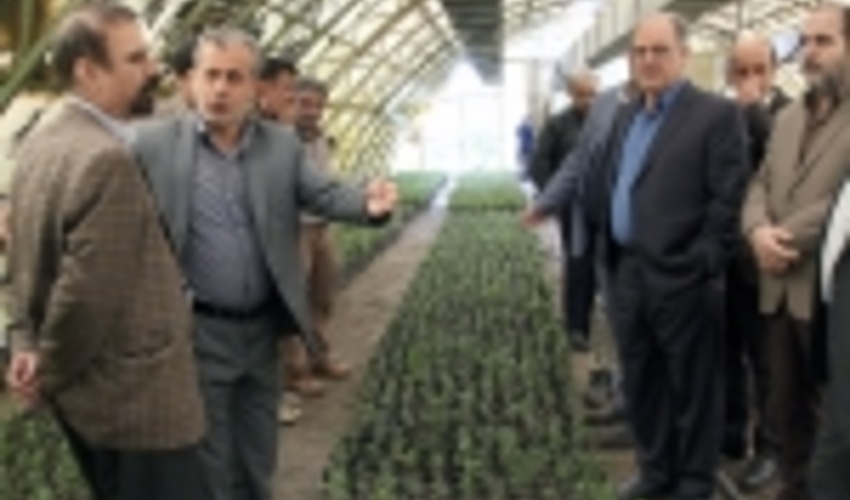 حدود دو ميليون اصله نهال شمشاد توليد شد 