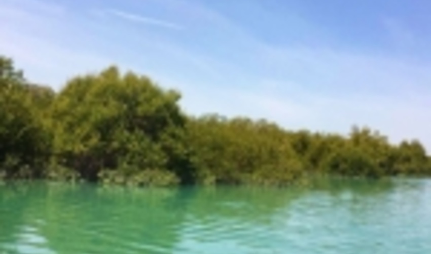 جنگل مانگرو در چابهار؛ هدیه تماشایی منابع طبیعی به گردشگران