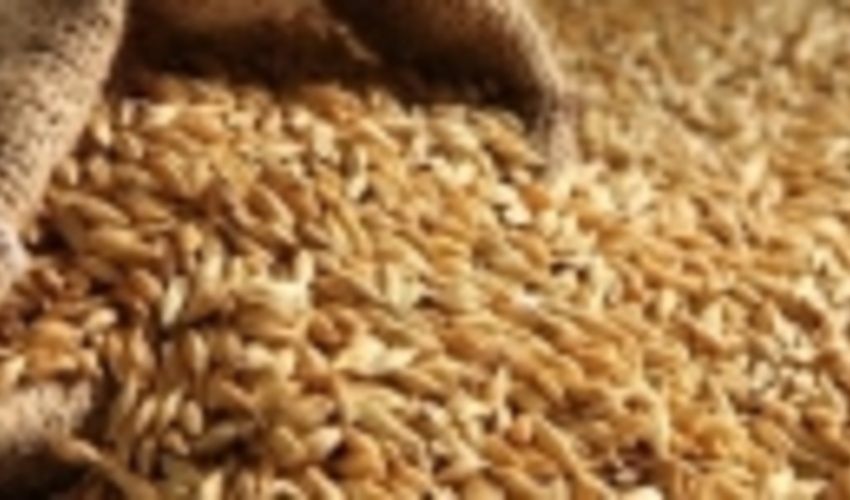 518 تن جو رایگان بین کشاورزان آذربایجان‌غربی توزیع شد