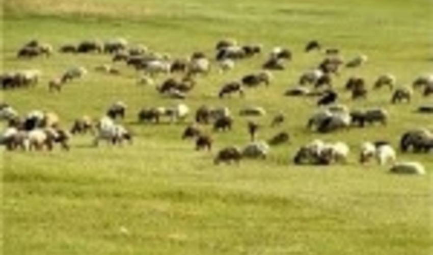 طرح مدیریت چرا و کنترل دام در مراتع استان سمنان آغاز شد