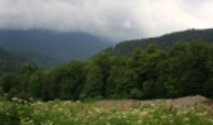 سازمان جنگل‌ها به هیچ عنوان قصد تعطیلی طرح‌های حفاظتی را ندارد 