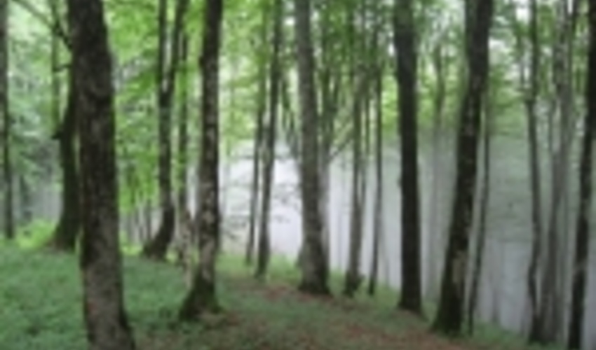 تعطیلی طرح‌های بهره‌برداری از جنگل‌های شمال به معنی رهاسازی حفاظت آن نیست