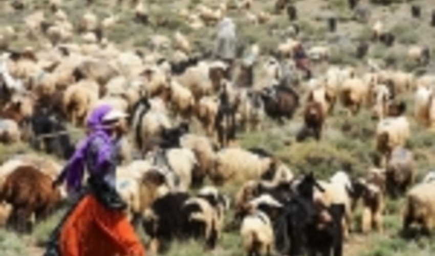 تقویم کوچ بهاره استان فارس به مناطق ییلاقی اعلام شد