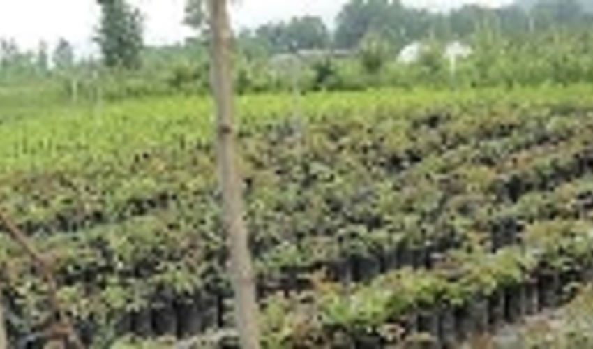 تولید یک میلیون و ۵۰۰ هزار اصله نهال توسط بخش خصوصی در رضوانشهر