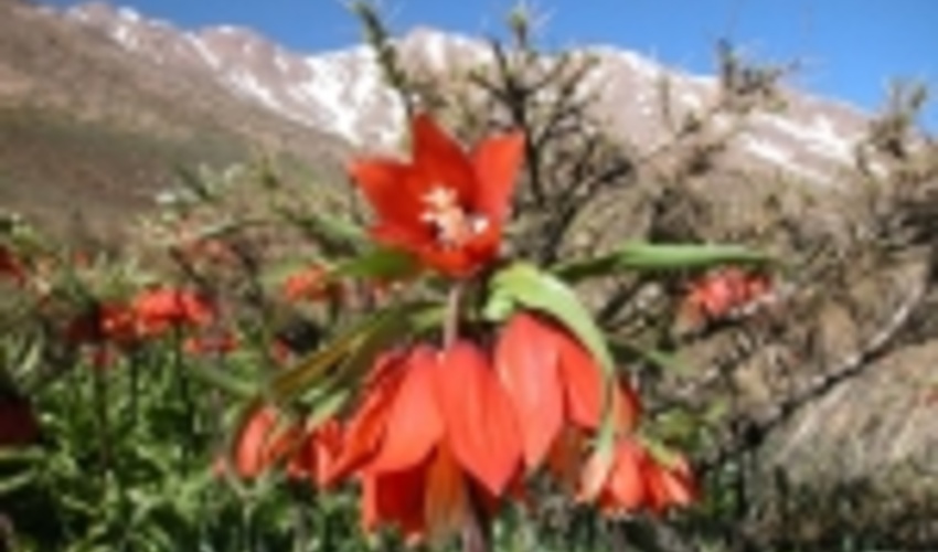 تاخیر در رویش گل‌های لاله‌های واژگون در خراسان شمالی