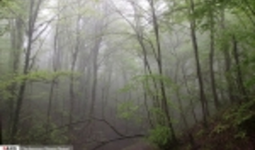 عکس/ جنگل و مه ‏