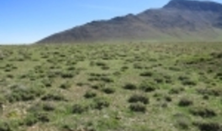 بارندگی های اخیر جان دوباره ای به مراتع ورامین داد