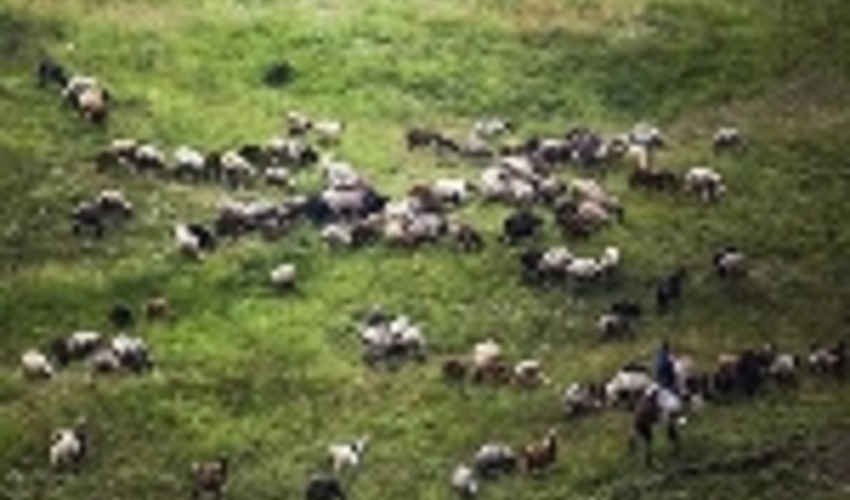  مدیریت چرای دام راهی برای حفظ مراتع 