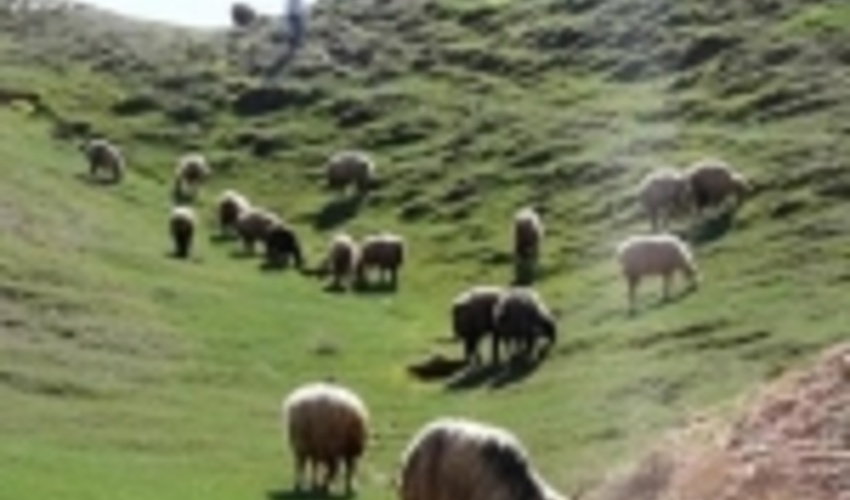 اردبیل/ ورود بدون مجوز دام عشایر به مراتع جرم محسوب می‌شود