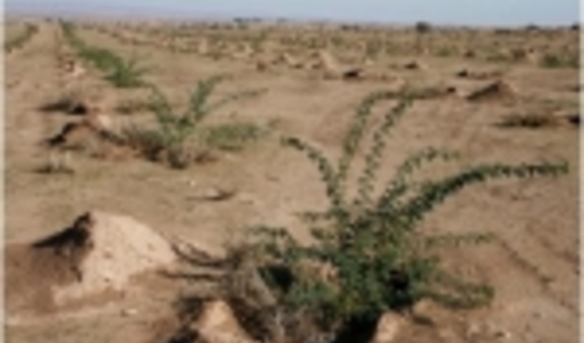 مقابله با بیابان زایی در ۴ هزار هکتار از بیایان‌های هرمزگان