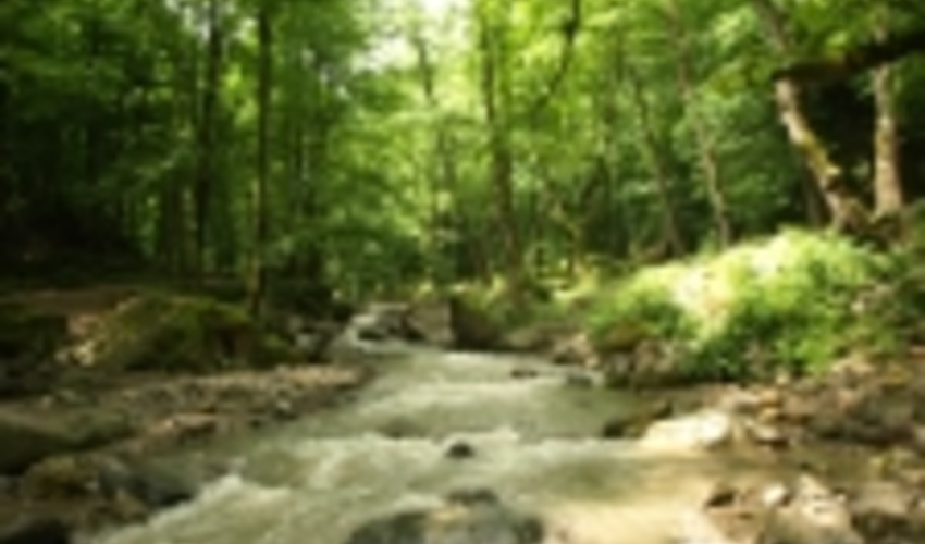 بیش از دو میلیون هکتار جنگل در شمال کشور خودنمایی می کند