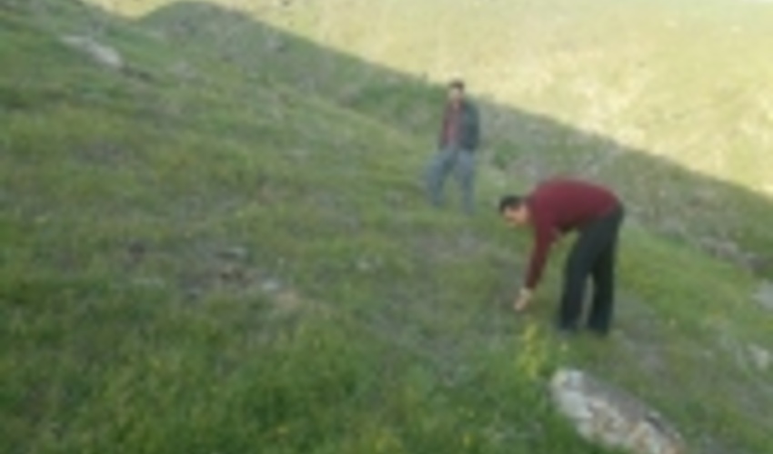 کردستان/اجرای کپه کاری در مراتع سروآباد