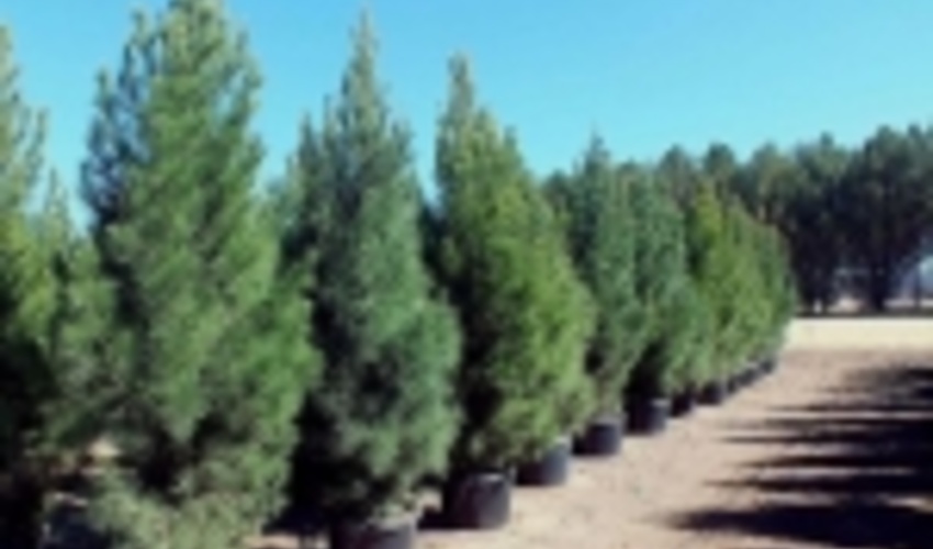 دانشگاه ها سال گذشته 200 هزار درخت کاشتند