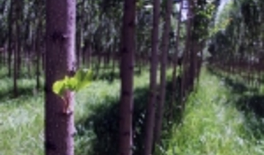 گیلان بالغ بر 60 هزار هکتار باغات صنوبر دارد