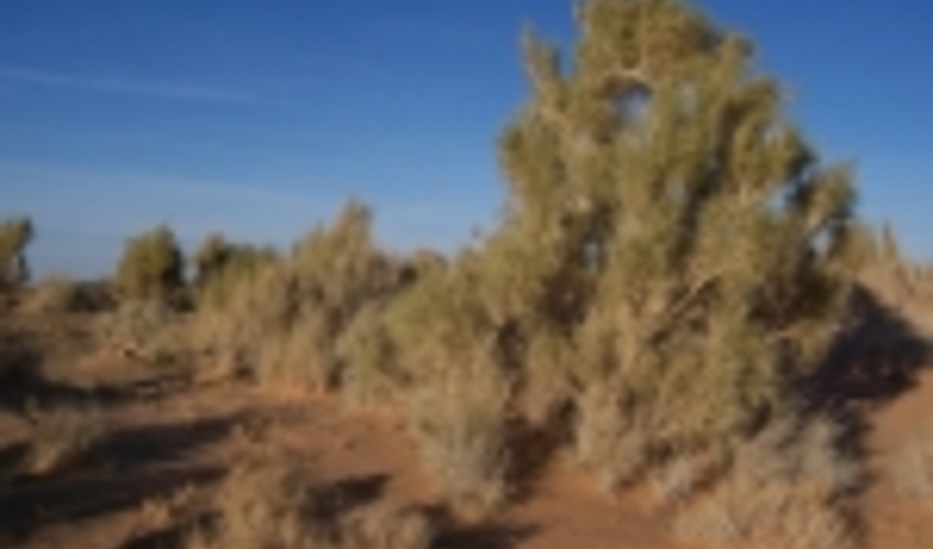 بیشترین میزان جنگل بیابانی کشور در خراسان‌رضوی