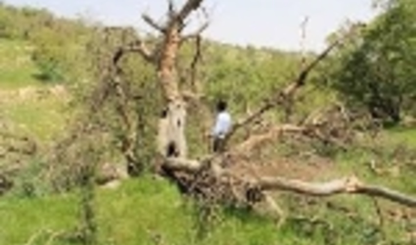 300 ساعت قرقبانی منابع طبیعی، حکم جایگزین دادگاه برای متصرف اراضی ملی 