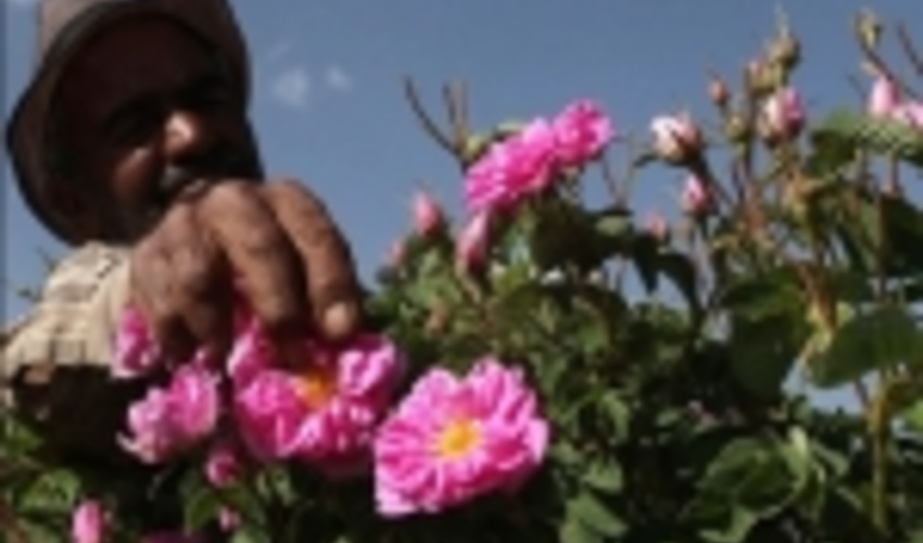 سمنان/ گل محمدی در 20 هکتار اراضی تویه دروار کشت شد