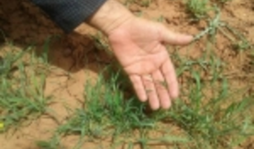 عملیات بیولوژیک در ۴۵۰ هکتار از حوزه‌های آبخیز شاهرود انجام شد