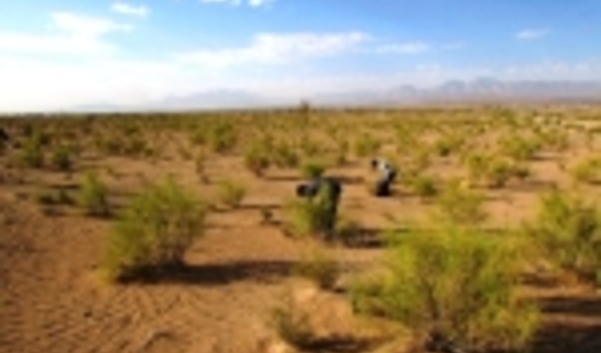 سمنان/کانون آلودگی ملخ در عرصه‌های منابع‌طبیعی پنج هزار هکتار است