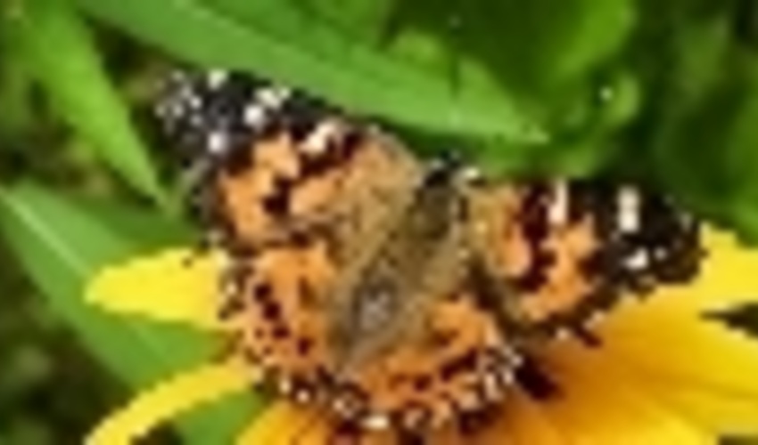 البرز/ پروانه "خانم قشنگ" خسارت زا نیست