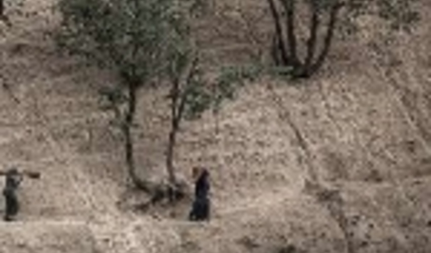 آغاز اجرای برنامه‌ پنج ساله احیای جنگل‌های زاگرس