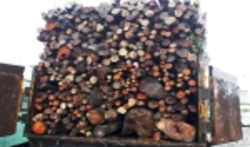 215 اصله چوب قاچاق در آستارا توقیف شد