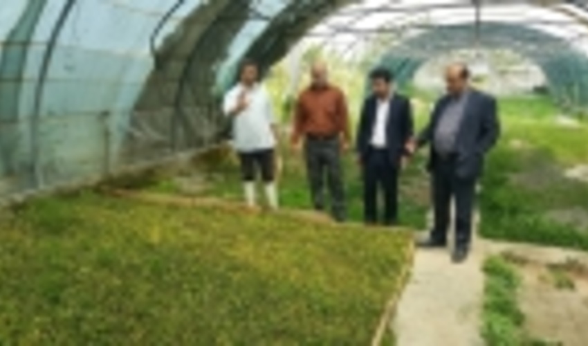 ۷۵ هزار قلمه شمشاد جمع آوری و تکثیر شد