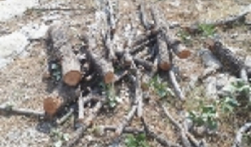 لرستان / قاتل جنگل های بلوط به دام افتاد