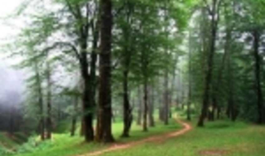 استفاده از جوامع بومی، رمز موفقیت مدیریت پایدار جنگل‌ها