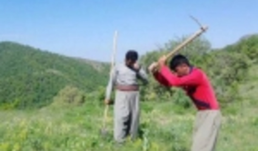 عملیات پایش ۷۵ هزار هکتار از جنگل های مریوان آغاز شد