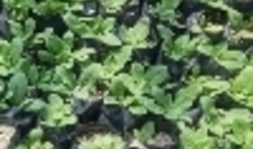 تولید و توزیع بیش از 6 هزار اصله نشاء گل گاو زبان در فاز دوم منطقه اجرایی ترسیب کربن 