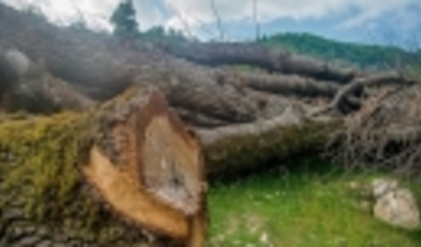 قاچاقچیان در تاراج جنگل‌های بلوط روانسر ناکام ماندند