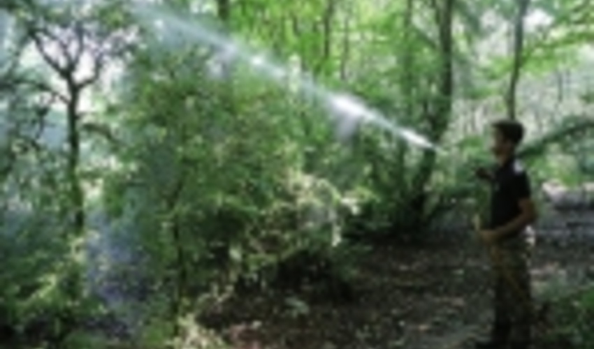 عملیات مبارزه با آفت شب‌پره شمشاد در استان گلستان