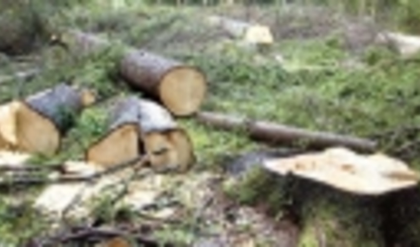 برخی ها  زمانی سراغ سازمان جنگل ها می‌آیند که مجوز قطع درخت بخواهند 