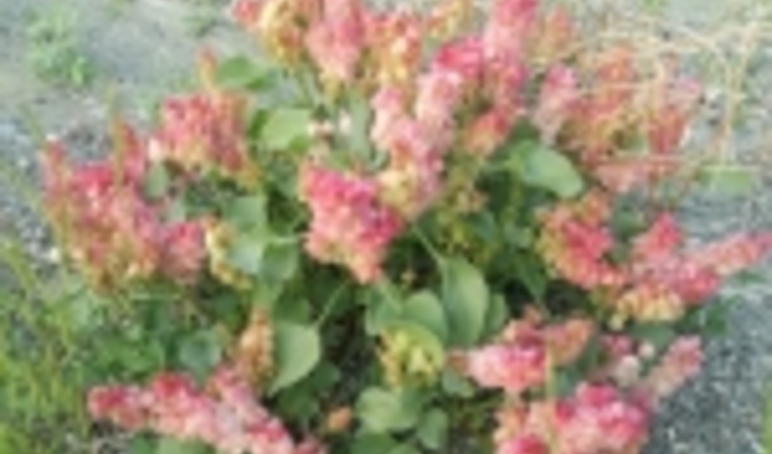 آشنایی با یکی از رویشگاه‌های غنی گیاهان دارویی