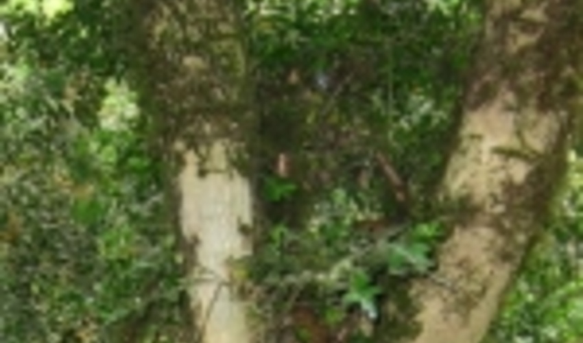 نجات شمشاد های شمال در دستور کار سازمان جنگل ها