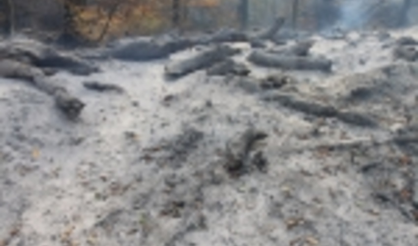 ضرورت پیشگیری از آتش سوزی عرصه های منابع طبیعی گلستان 