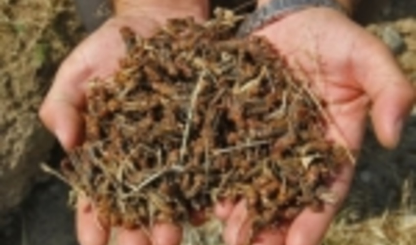 مبارزه با ملخ های صحرایی در سیستان  و بلوچستان به 141 هزار هکتار رسید