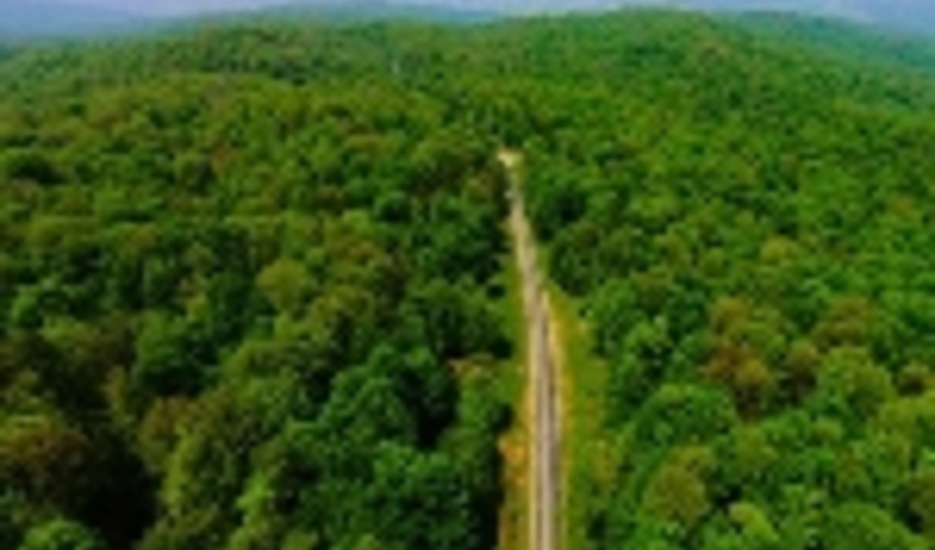 خاموشی آتش بر پیکره جنگل‌های ۴۰ میلیون ساله شمال 