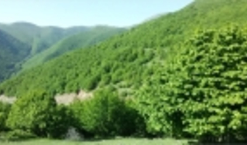 اختصاص ۱۰۰میلیارد ریال برای احیای جنگل‌های آذربایجان‌غربی 