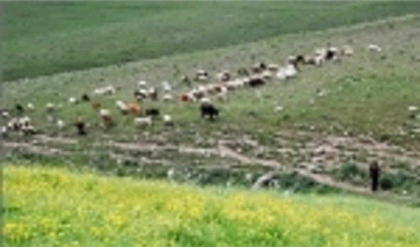 ابطال ۱۷۰ پروانه چرای دام در چهارمحال و بختیاری