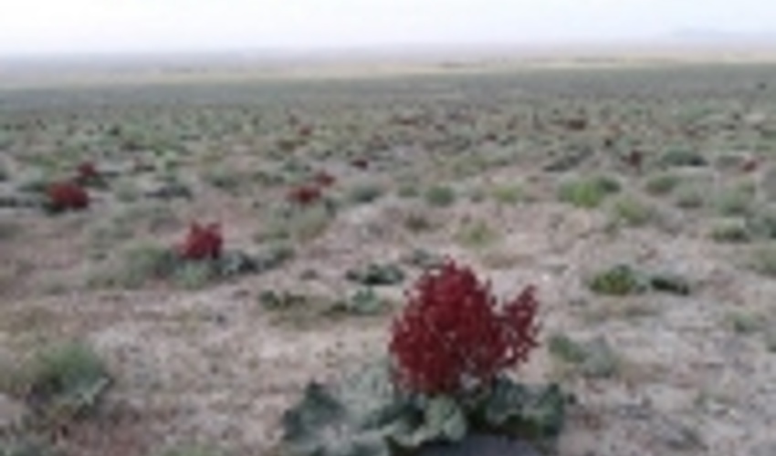 بیش از ۸۱ درصد مراتع استان خراسان جنوبی ممیزی شد