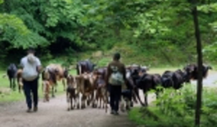 مازندران - نوشهر/ورود دام غير مجاز به مراتع ممنوع است 