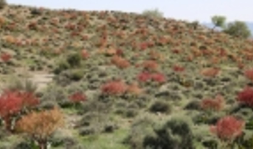 استعداد یابی و تخصیص بیش ازهزار و 200 هکتار از اراضی ملی هرمزگان