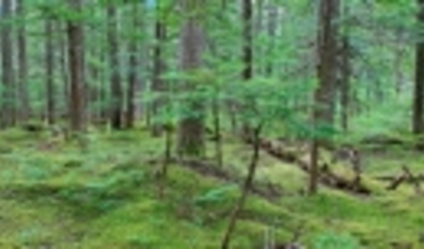 7 راهکار فائو برای جنگل‌های آسیب‌دیده آسیا و ایران