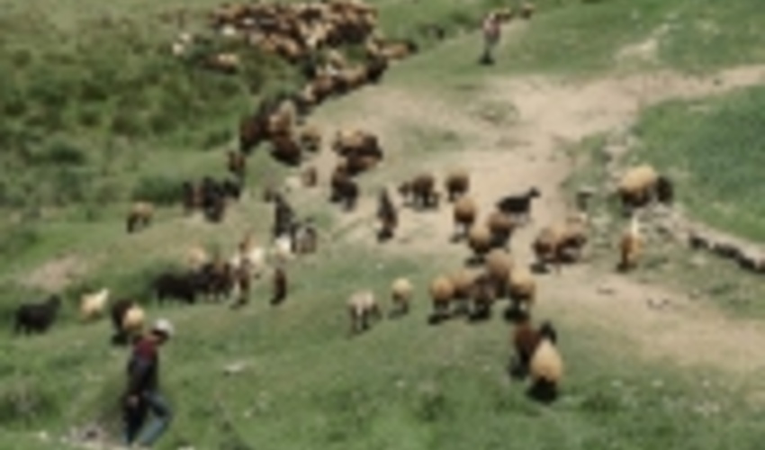 360 هزار واحد دامي در مراتع غرب مازندران تعليف مي كنند 