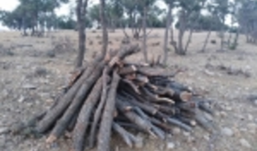 دستگیری متخلفان قطع درخت در اراضی ملی فارس