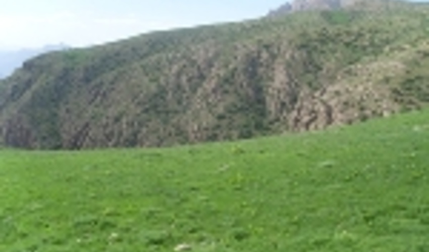 میزان تولید علوفه در مراتع خراسان شمالی به ۱۳۰ هزار تن رسید