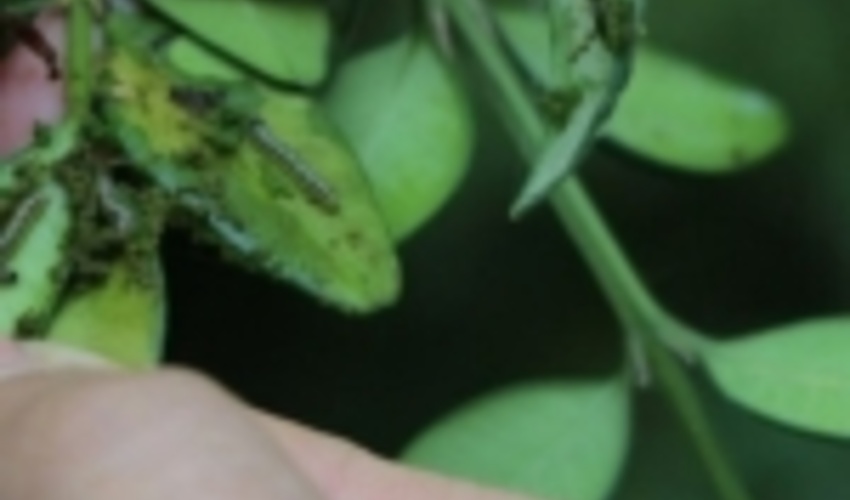 مبارزه علیه آفت شب پره شمشاد در ۱۰۰ هکتار از جنگل های گلستان