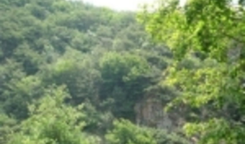 «باران» بخشی از جنگل‌های خشک شده کهگیلویه و بویراحمد را احیاء کرد